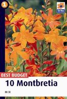 Montbretia