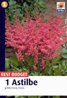 Tawułka (Astilbe)