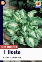 Hosta