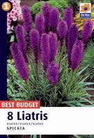 Liatra (Liatris violet)