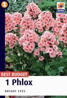 Floks (Phlox)