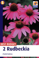 Rudbeckia