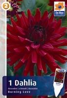 Dalia dekoracyjna