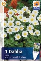 Dalia topmix