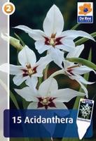 Acidanthera