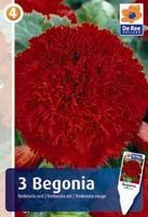 Begonia postrzępiona (fimbriata)