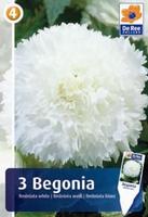 Begonia postrzępiona (fimbriata)