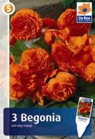 Begonia