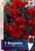 Begonia zwisająca (pendula)