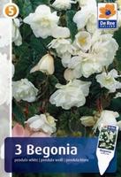 Begonia zwisająca (pendula)