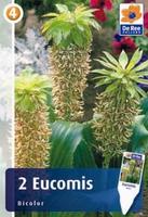 Eucomis