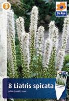 Liatra kłosowa (Liatris Spicata)