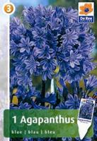 Agapanthus