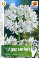 Agapanthus