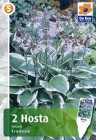 Hosta fortunei