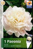 Piwonia (Paeonia officinallis)