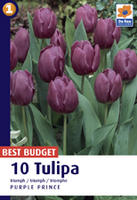 Tulipan Triumph