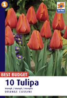 Tulipan Triumph