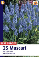 Szafirek (Muscari)