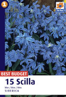 Cebulica (Scilla)