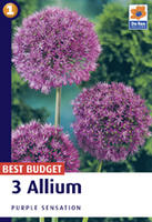 Czosnek (Allium)