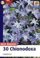 Chionodoxa