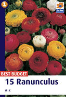 Ranunculus