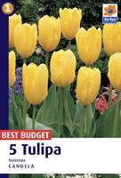 Tulipan Fostera