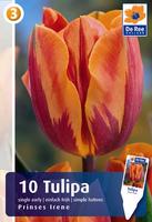 Tulipan pojedyńczy wczesny