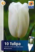 Tulipan pojedyńczy późny
