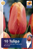 Tulipan pojedyńczy późny