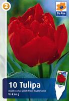 Tulipan pełny wczesny