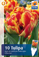 Tulipan pełny późny