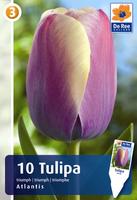 Tulipan Triumph