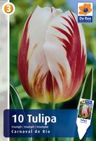 Tulipan Triumph