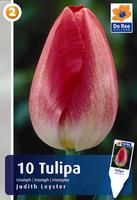 Tulipan Triumph