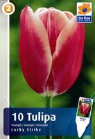 Tulipan Triumph