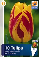 Tulipan Triumph