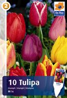 Tulipan Triumph