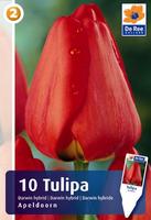 Tulipan mieszaniec Darwina