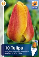 Tulipan mieszaniec Darwina