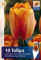 Tulipan mieszaniec Darwina