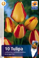 Tulipan wielokwiatowy