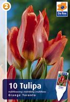 Tulipan wielokwiatowy