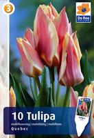 Tulipan wielokwiatowy