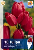Tulipan wielokwiatowy