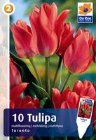 Tulipan wielokwiatowy