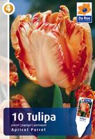 Tulipan papuzi