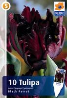 Tulipan papuzi