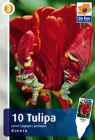 Tulipan papuzi